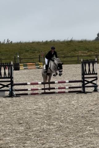 Merrie Andere pony rassen Te koop 2019 Schimmel