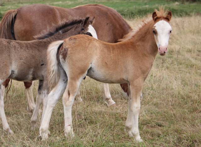 Veulen (ml) Welsh Pony (Section A) Te koop 2025 Koffie vos ,  IZ PERFECT DU KRYSTAL
