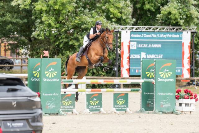 Merrie Selle Français Te koop 2019 Donker bruin / bai