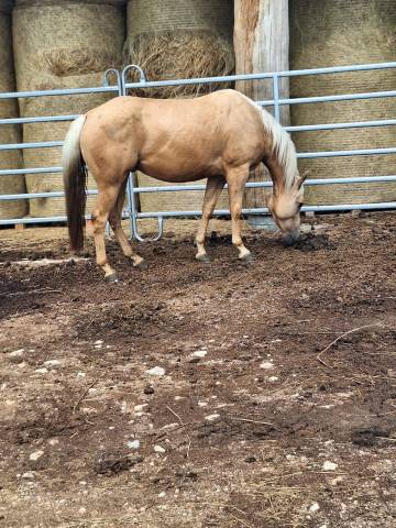 Ruin Quarter Horse Te koop 2021 Palomino ,  Hh another hanka