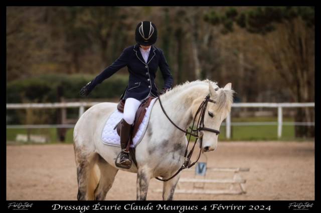 Merrie Connemara Te koop 2017 Schimmel