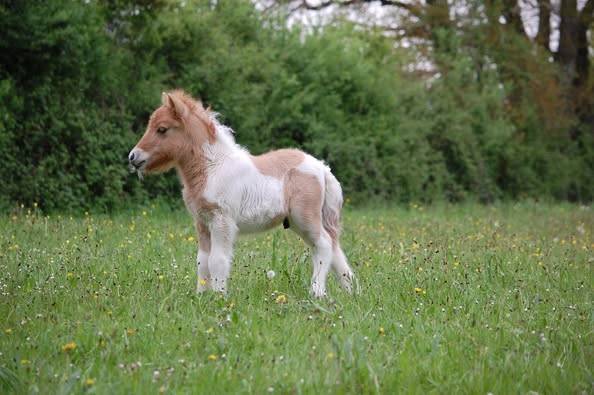Veulen (ml) Shetland Te koop 2025 Bont ,  JACKPOT BRYARD