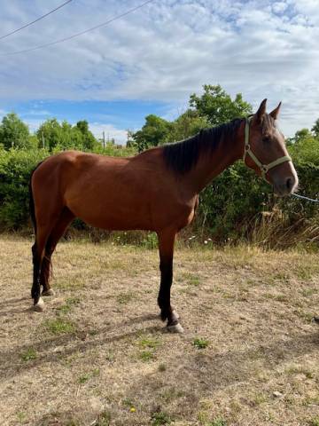Draagmerrie Franse draver  Te koop 2022 Donker bruin / bai ,  CYPRIEN DES BORDES