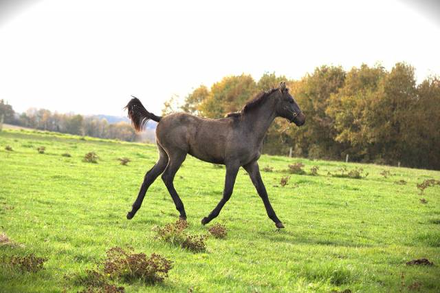Veulen (ml) Selle Fran&ccedil;ais Te koop 2025 Schimmel ,  Corland Z