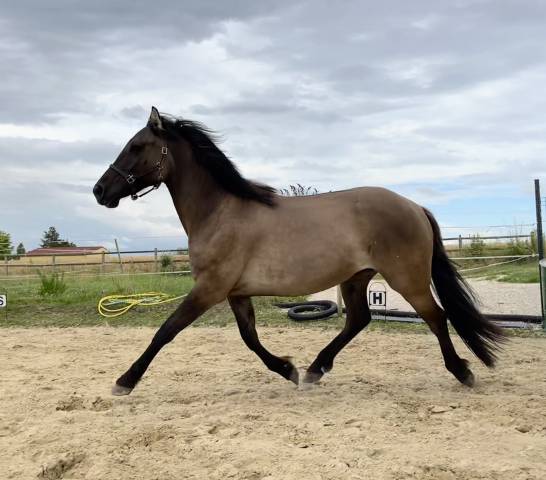 Ruin Franse rijpony PFS Te koop 2022 Muisgrijs ,  HOLLISTER DU PLANTEY
