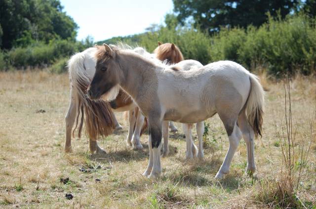 Merrie Shetland Te koop 2025 Bruinroan ,  MADE IN BRYARD