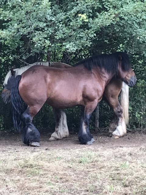 Hengst Ardenner Te koop 2019 Bruin / Bai ,  Bayard du Rye Boys