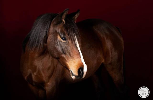 Merrie Bekend ras Te koop 2016 Donker bruin / bai ,  CHEROKEE RUGGED TWIST