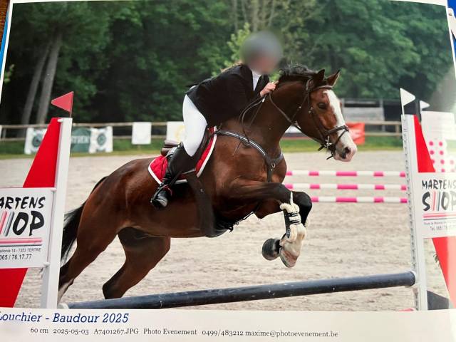 Ruin Belgisch sportpaard Te koop 2020 Donker bruin / bai ,  Hamilton du chapitre (R.O)