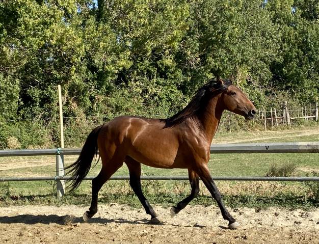 Hengst Lusitano Te koop 2022 Donker bruin / bai ,  Berlioz du Castel