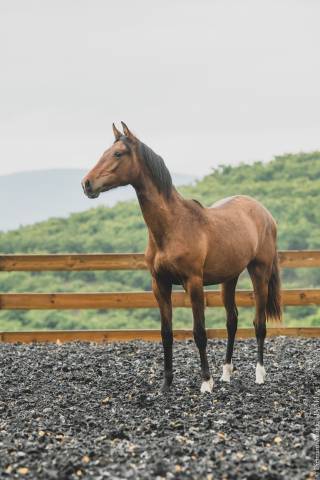 Veulen (vr) PRE Puur Ras Spaans Te koop 2024 Donker bruin / bai