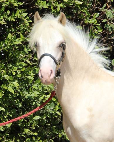 Veulen (ml) Welsh Pony (Section A) Te koop 2024 Palomino ,  CANNENBURGH'S JAAP