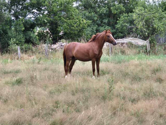 Ruin Franse rijpony PFS Te koop 2023 Vos ,  Jingle star kerveyer
