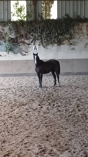 Ruin Selle Fran&ccedil;ais Te koop 2022 Zwart ,  James bond d'azur