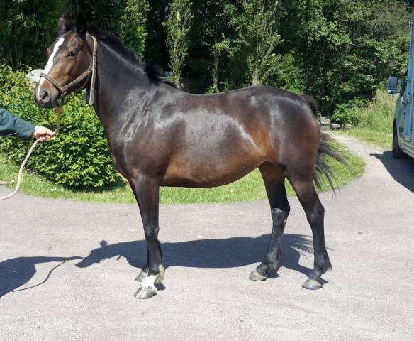 Merrie Franse rijpony PFS Te koop 2022 Donker bruin / bai ,   OPPLALA ST HYMER
