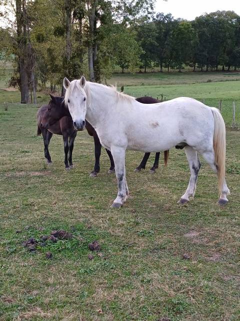 Dekhengst New Forest Te koop 2005 Schimmel ,  Lidjal du garon
