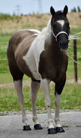 Merrie Paint Horse Te koop 2015 Paint