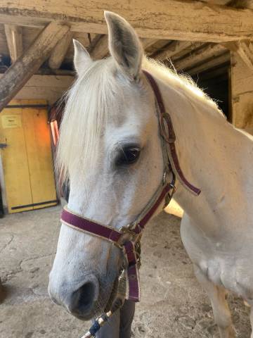 Ruin Welsh Pony (Section C) Half pension 2008 Schimmel