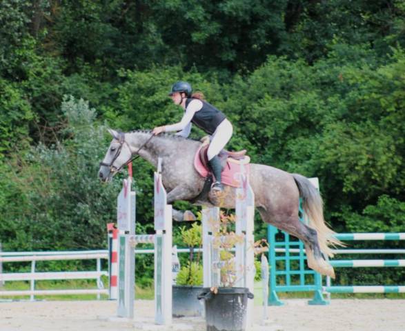 Merrie Andere paarden rassen Te koop 2016 Schimmel