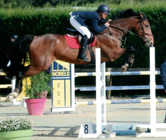Ruin Belgisch sportpaard Te koop 2012 Bruin / Bai ,  quody