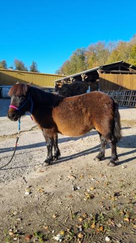 Ruin Shetland Te koop 2019 Donker bruin / bai ,  Texas du Lutzelhof