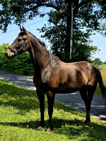 Ruin Franse draver  Te koop 2020 Bruin / Bai
