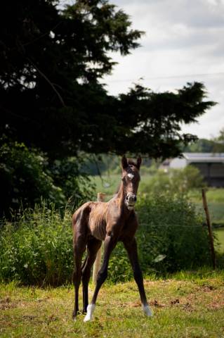Veulen (ml) Franse rijpony PFS Te koop 2025 Schimmel ,  Rexter d’or