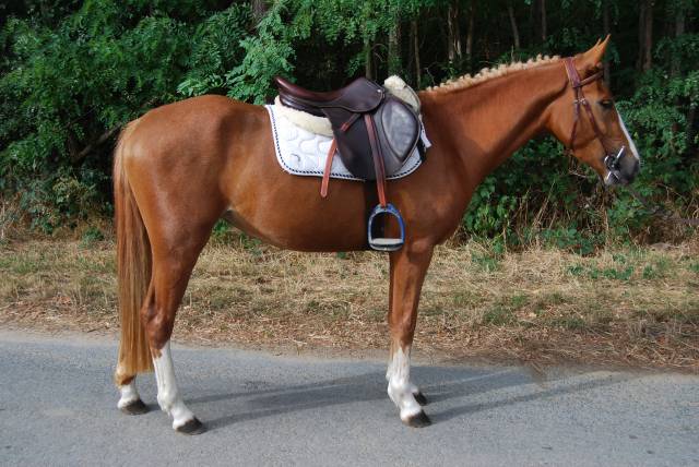 Merrie Franse rijpony PFS Te koop 2022 Lichte manen en staart ,  Karacho Buiss