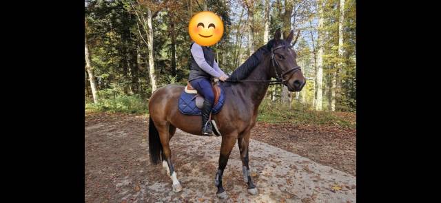 Ruin Zwitsers halfbloed Te koop 2019 Donker bruin / bai