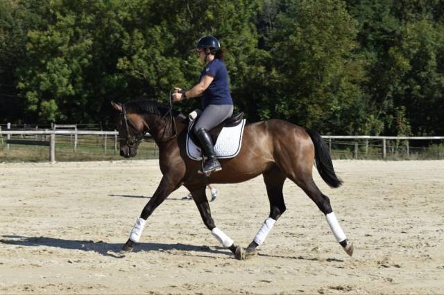 Ruin Zwitsers sportpaard  Te koop 2021 Donker bruin / bai ,  MORRICONE