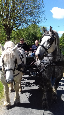 Ruin Percheron Te koop 2012 Wit