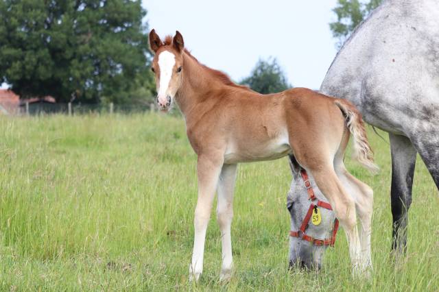 Veulen (ml) Franse rijpony PFS Te koop 2025 Isabel ,  King Kong star d'été