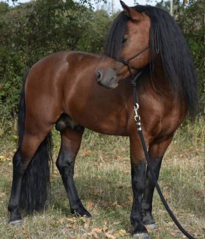 Vif de Muralis - Dartmoor 2009