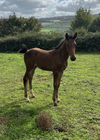 Veulen (ml) Selle Français Te koop 2025 Donker bruin / bai