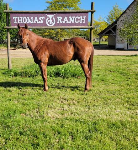 Ruin Quarter Horse Te koop 2021 Vos ,  AR ROCK STAR (5711564)