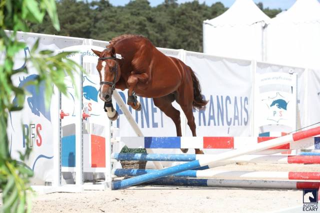 Hengst Franse rijpony PFS Te koop 2023 Koffie vos