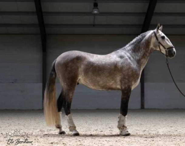 Ruin PRE Puur Ras Spaans Te koop 2018 Schimmel