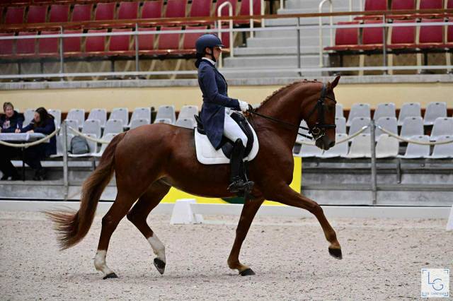 Merrie Hannoveraan  Te koop 2011 Vos