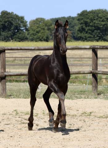 Veulen (vr) Fries Te koop 2025 Zwart ,  Kees 531  Stb Sport AAA