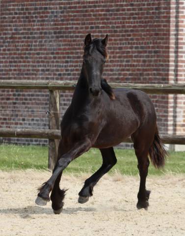Veulen (vr) Fries Te koop 2025 Zwart ,  Kees 531  Stb Sport AAA