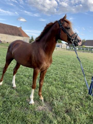 Hengst Andere pony rassen Te koop 2021 Vos ,  Sh favori