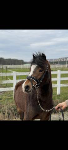 Allround Sportpony 
