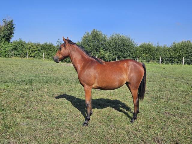 Merrie New Forest Te koop 2024 Donker bruin / bai ,  L'ancelot du ménage