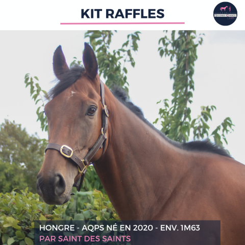 Ruin Autre Que Pur-Sang (Geen volbloed) Te koop 2020 Donker bruin / bai ,  SAINT DES SAINTS
