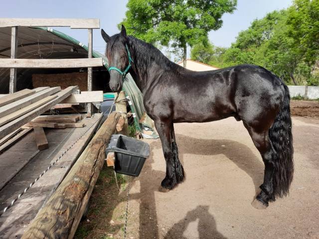 Hengst Fries Te koop 2018 Zwart ,  Feico (nld) fri