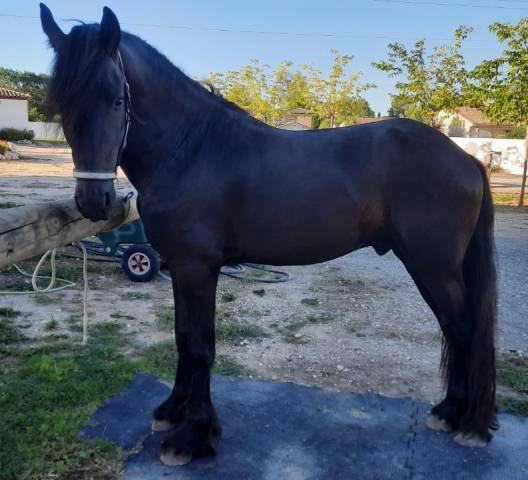 Hengst Fries Te koop 2019 Zwart ,  Feico (nld) fri