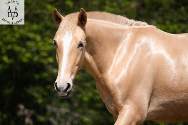 Veulen (ml) PRE Puur Ras Spaans Te koop 2025 Pearl ,  CARTUJANO ABAD