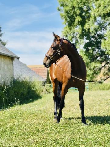 Merrie Franse draver  Te koop 2023 Bruin / Bai ,  REDEO JOSSELYN