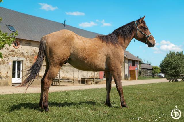 Ruin Quarter Horse Te koop 2023 Wildkleur ,  PWS SAWNY STAR