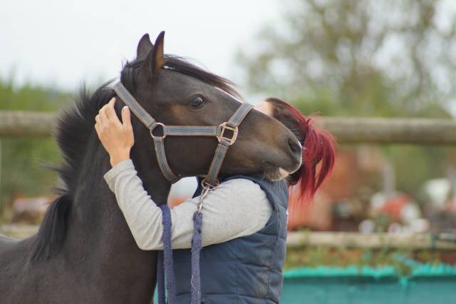 Ruin Franse rijpony PFS Te koop 2024 Bruin / Bai ,  Izar de la Fosse